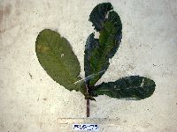 Terminalia kaernbachii image