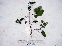 Image of Dalbergia densa