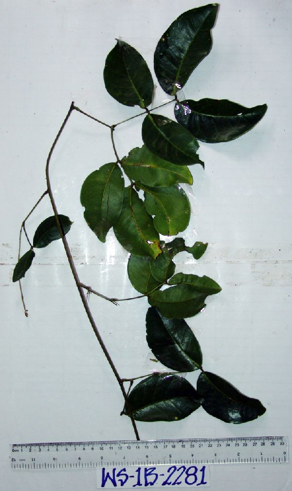 Entada phaseoloides image