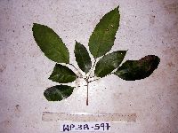 Pimelodendron amboinicum image