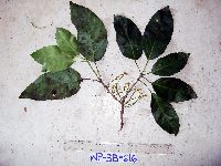 Pimelodendron amboinicum image