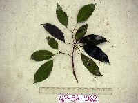 Pimelodendron amboinicum image