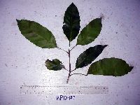 Pimelodendron amboinicum image