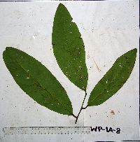 Image of Merrilliodendron megacarpum