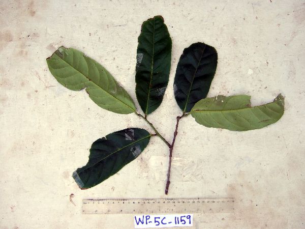 Icacinaceae image