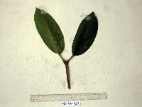 Gmelina moluccana image