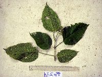 Image of Clerodendrum trachyanum