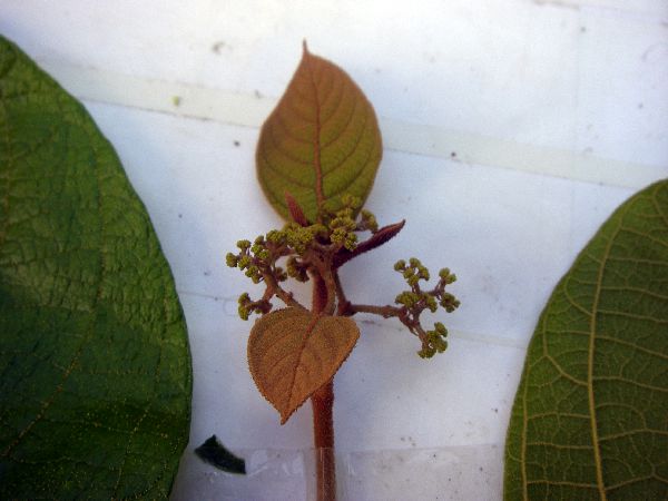 Callicarpa pentandra image
