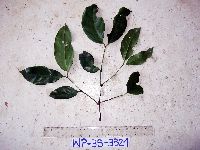 Image of Gnetum latifolium