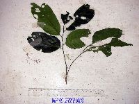 Image of Aglaia lepiorrhachis