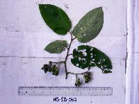 Image of Trichospermum pleiostigma