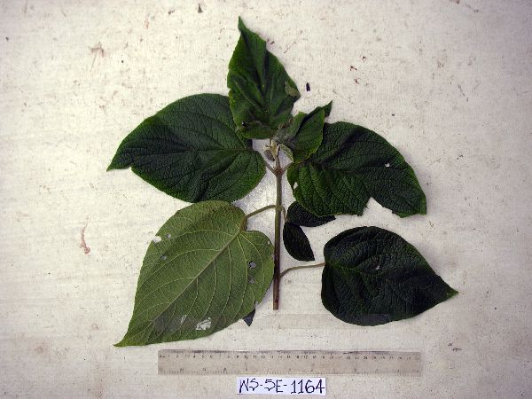Clerodendrum trachyanum image