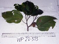 Image of Papuodendron lepidotum