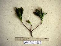 Image of Barringtonia apiculata