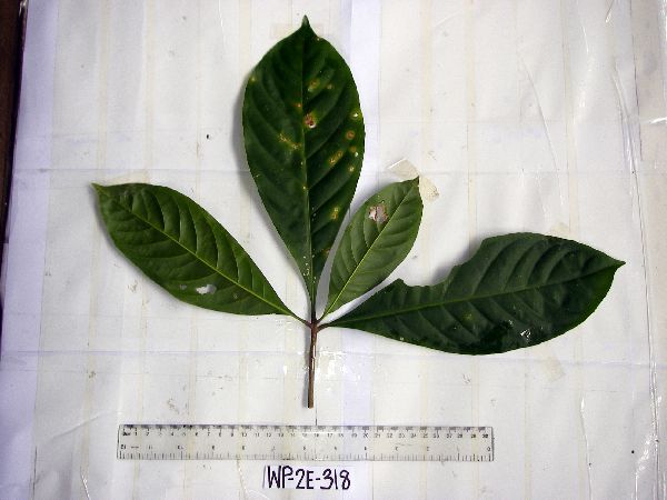 Barringtonia apiculata image
