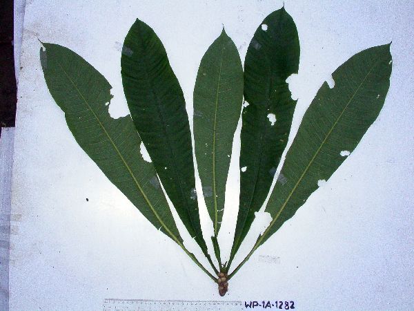 Barringtonia novae-hiberniae image