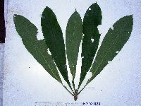 Image of Barringtonia novae-hiberniae