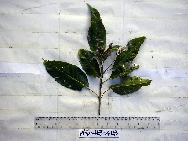 Vitex cofassus image