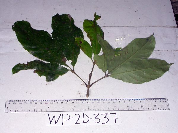 Teijsmanniodendron bogoriense image