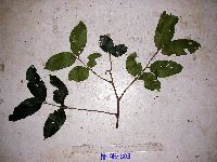 Chisocheton lasiocarpus image