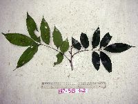Dysoxylum arborescens image