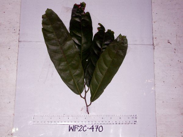 Microcos argentata image