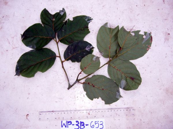 Cryptocarya depressa image