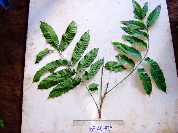 Goniocheton brassii image