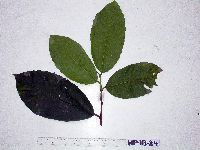 Image of Artocarpus sepicanus