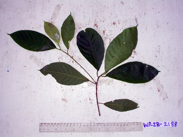 Ficus rubrivestimenta image