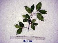 Image of Ficus ampelas