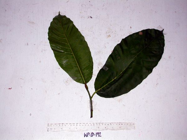 Artocarpus sepicanus image