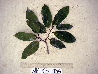 Ficus virens image