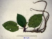 Ficus pungens image