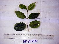 Ficus subulata image