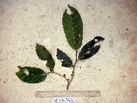 Ficus subulata image