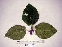Ficus pungens image