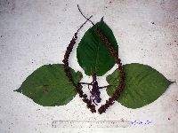 Ficus pungens image