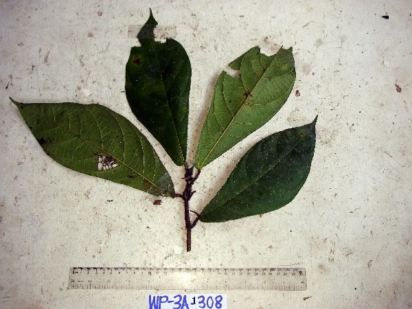 Ficus hahliana image