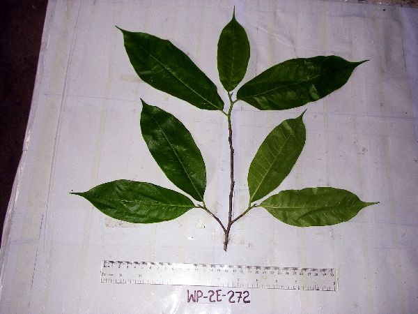 Prainea image