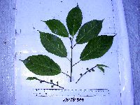Ficus gul image