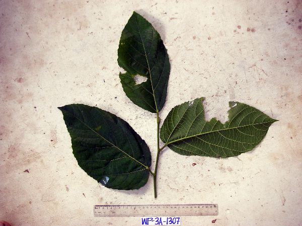 Ficus melinocarpa image
