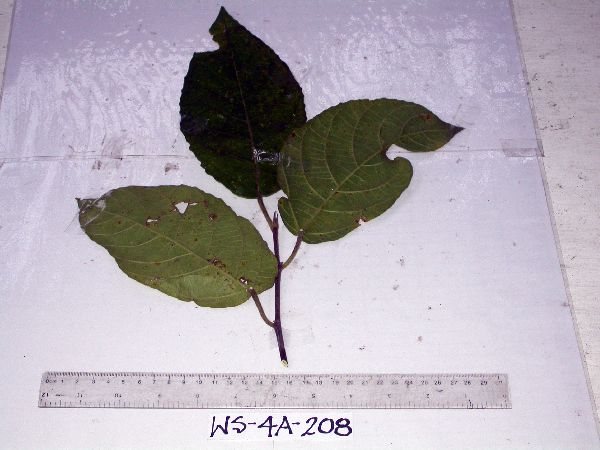 Ficus melinocarpa image