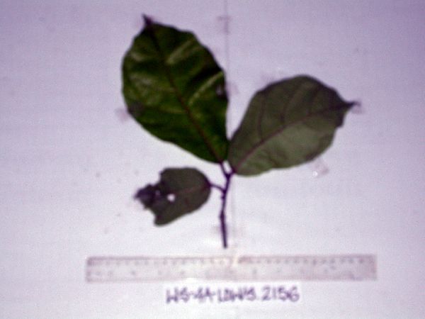 Ficus copiosa image