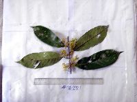 Horsfieldia basifissa image