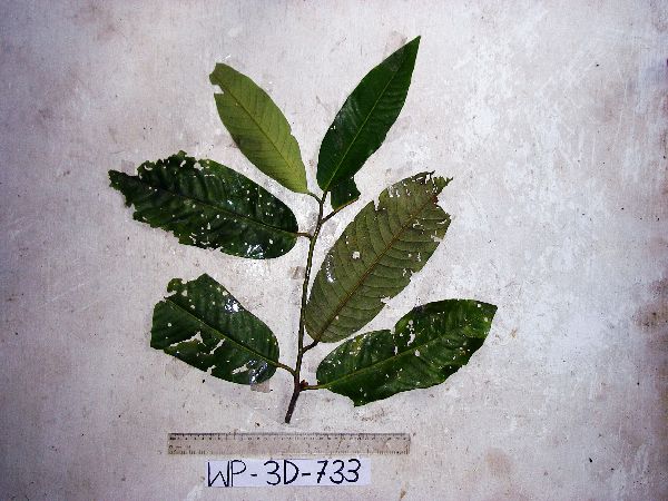 Myristica fatua image