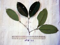 Image of Syzygium branderhorstii