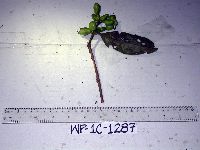 Image of Syzygium furfuraceum