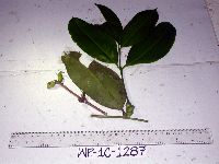 Syzygium furfuraceum image