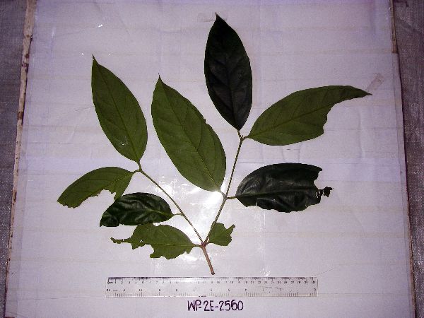 Syzygium gonatanthum image